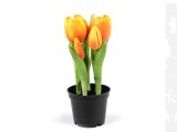           Élethű cserepes tulipán