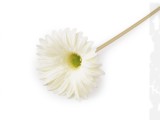                Mű gerbera hosszú szálas virág