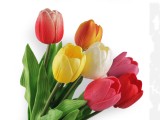                Mesterséges tulipán hosszú Virág, toll, növény