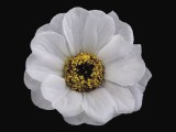 Tearózsa - 35 db/csomag Esküvői díszítés