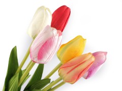                Szálas művirág tulipán hosszú Virág, toll, növény